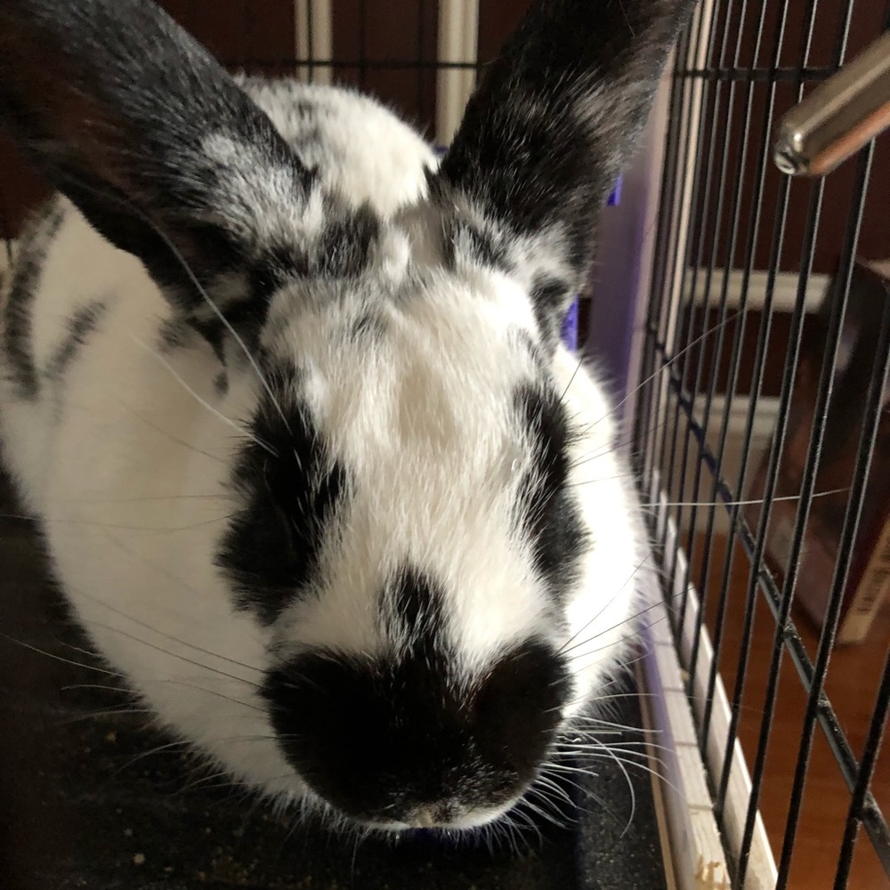 Meet your Posher, Gabby